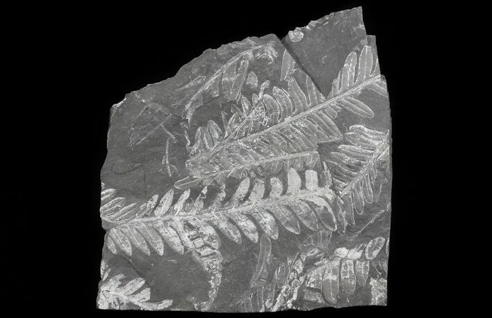 Wide Fossil Seed Fern Plate - Pennsylvania #65890